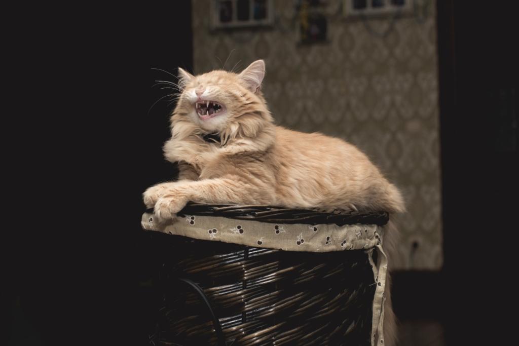 уход за котами