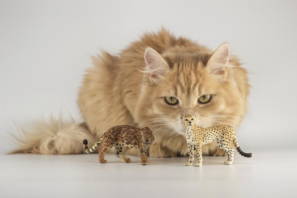 уход за кошкой