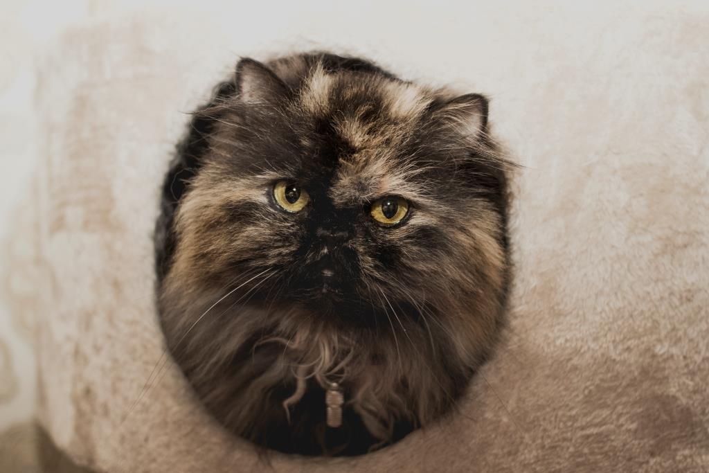 уши котов и кошек о чем говорят 