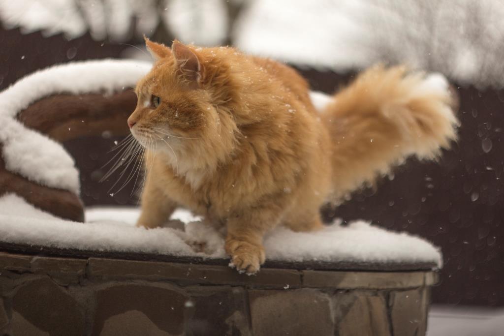 хвост у котов и кошек о чем говорит