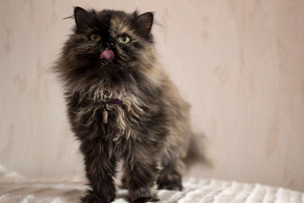 коты спят на людях, почему