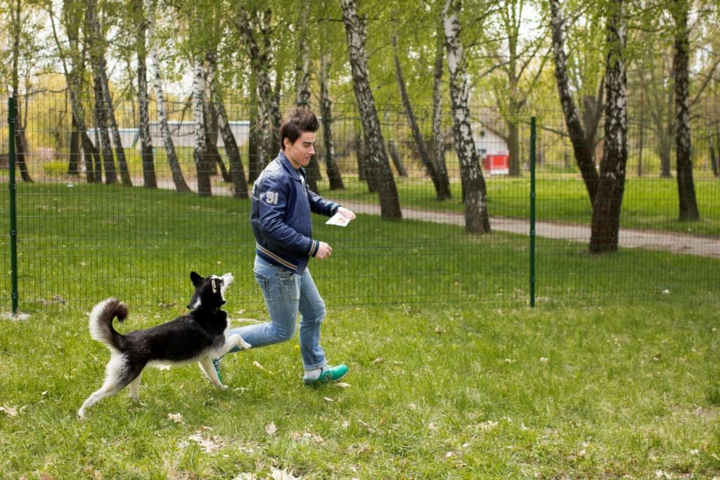 собака альфа-самец