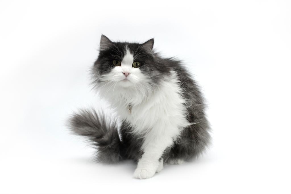коты приручение приручение котов