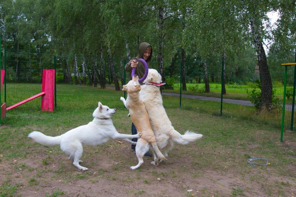 как обучить собаку отдавать вещи, которая она принесла