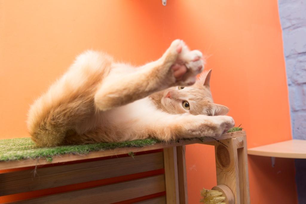 от чего стрессуют коты