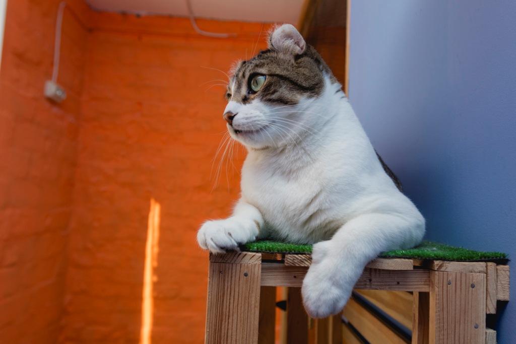 кошка прыгает на мебель что делать