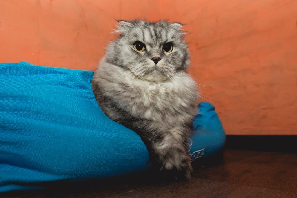 как купать кошку