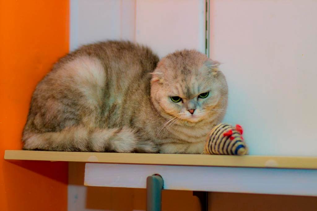 что делать с охотничьим инстинктом котов