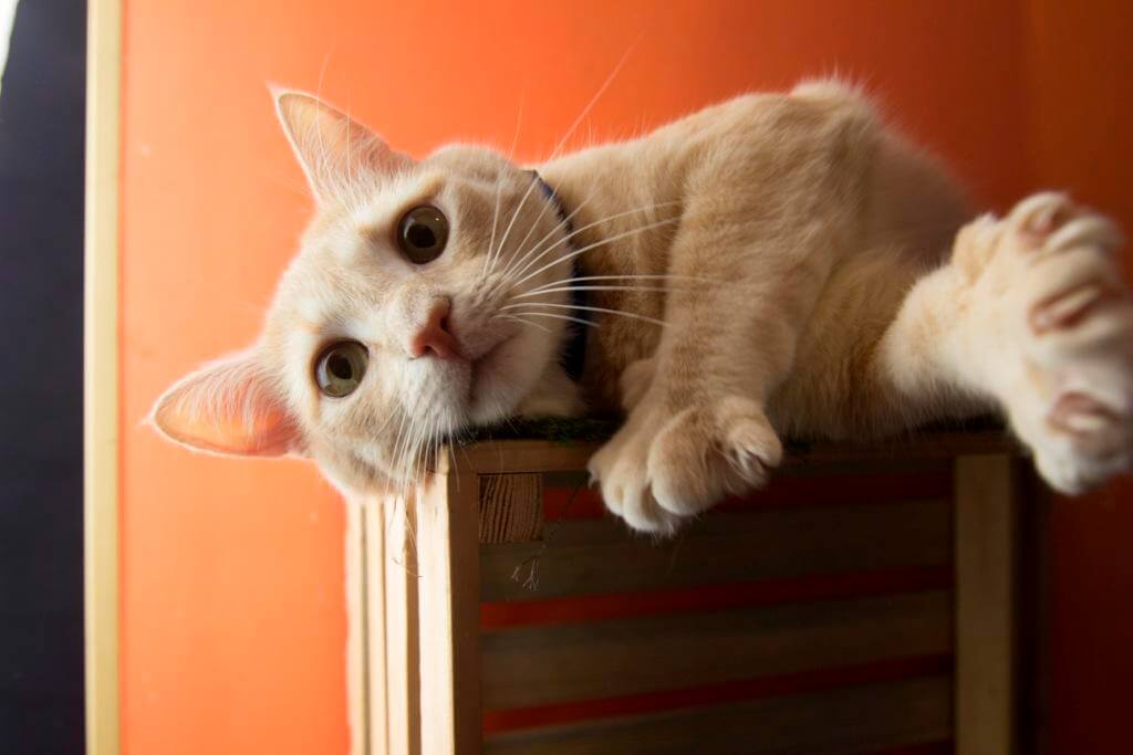 линька у котов