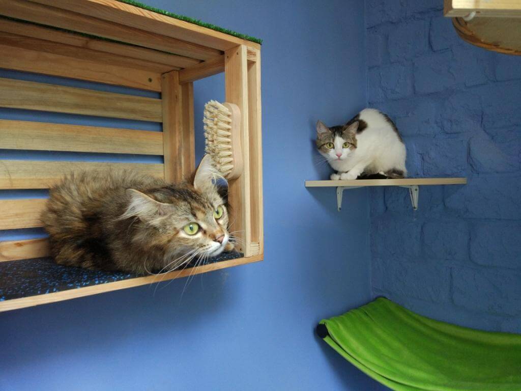 Кошки знают свои имена - почему им сложнее, чем собакам