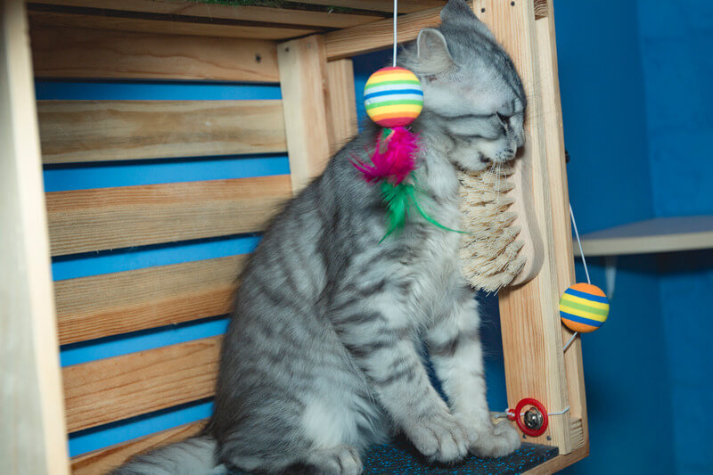 кошка больно кусает руки когда ее гладишь