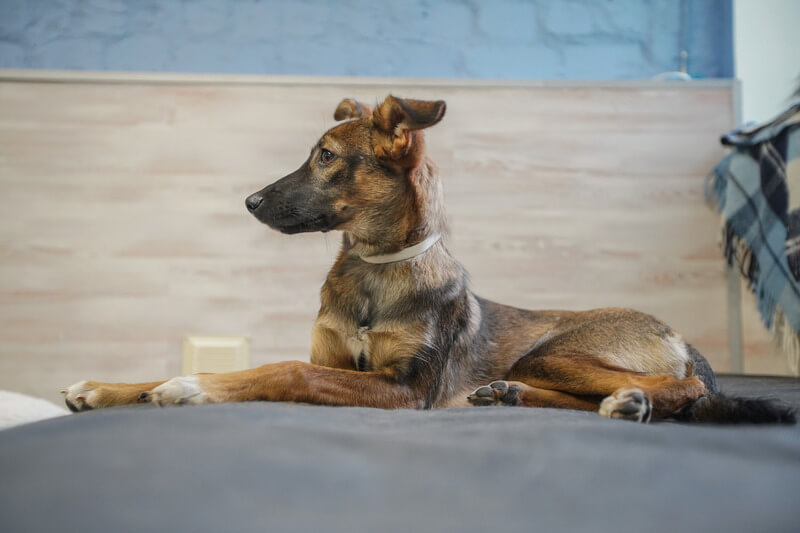собака ведет себя спокойно собака ведет себя спокойно