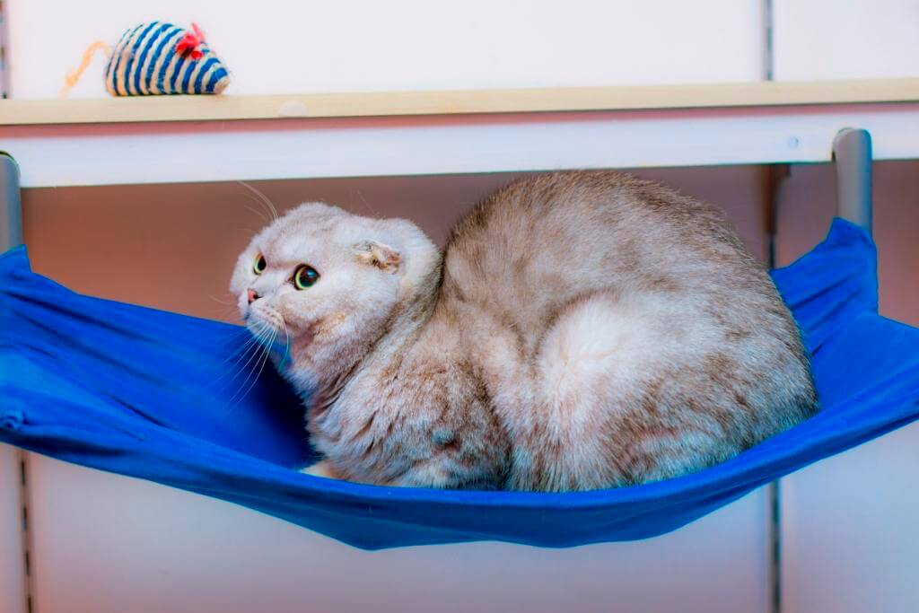 Як підготувати кота до готелю