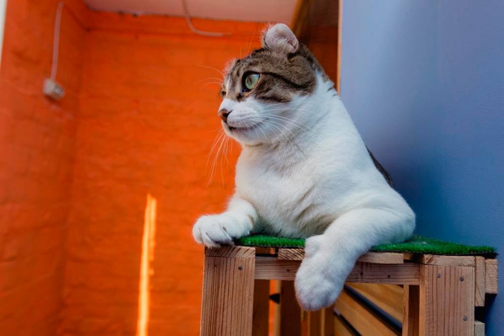 Як підготувати кота до готелю