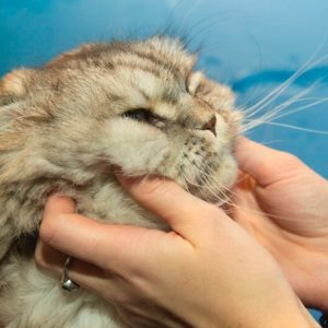 Почему коты мурлычут?