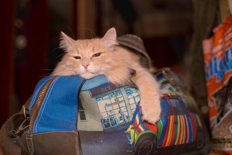 кошка приносит мертвых мышей почему