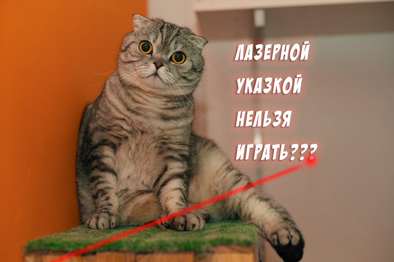 кот и лазерная указка