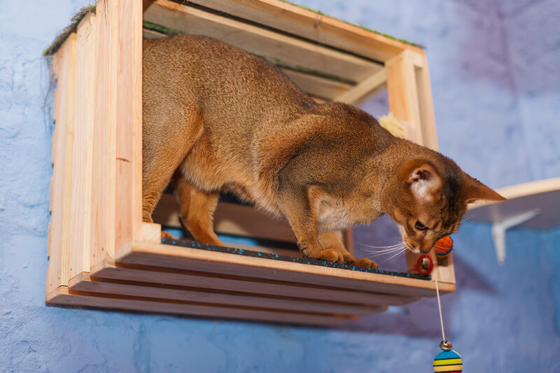 как приучить кошку к когтеточке