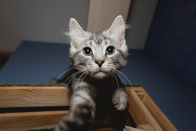 как приучить котенка к когтеточке