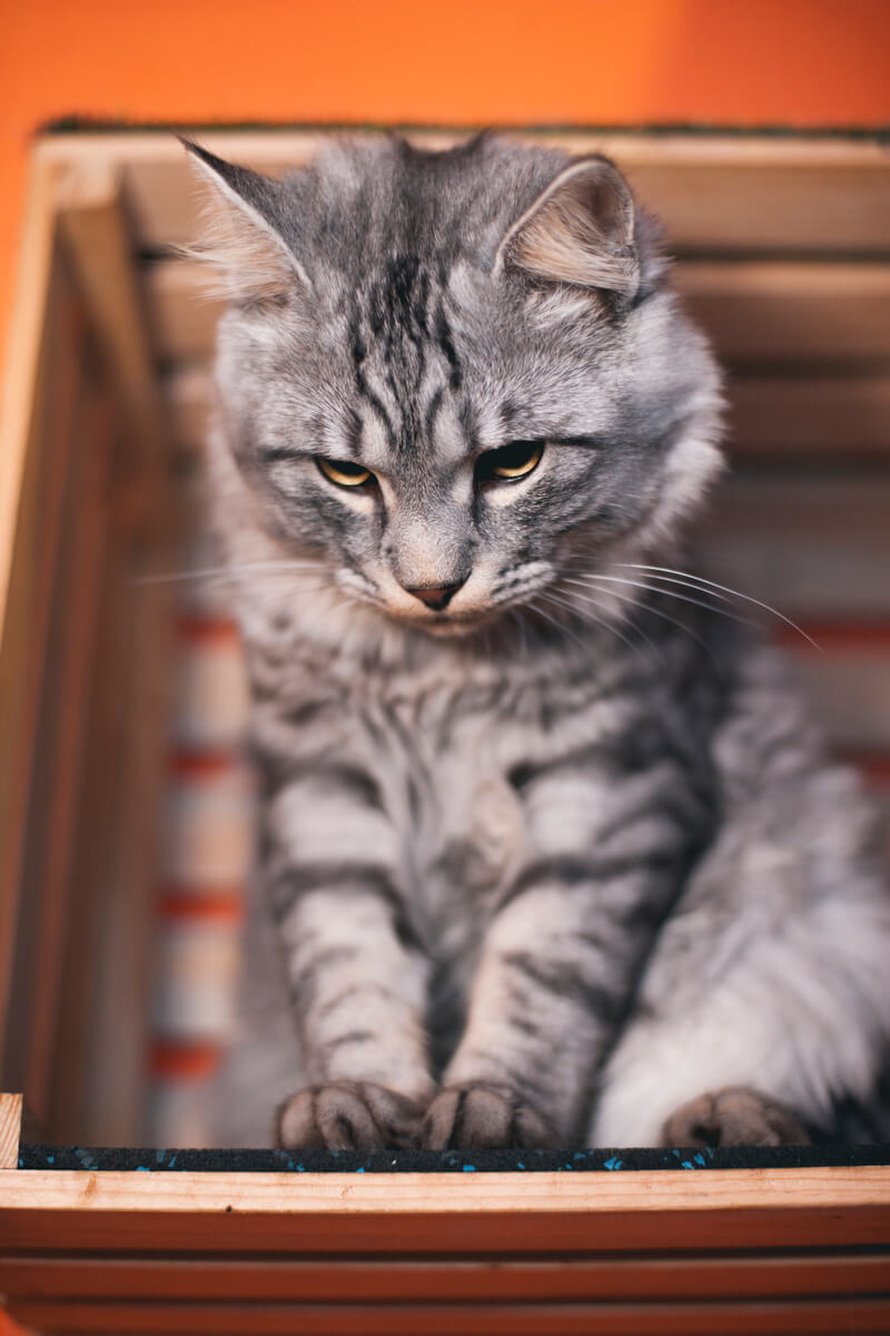 как понять что кот заболел
