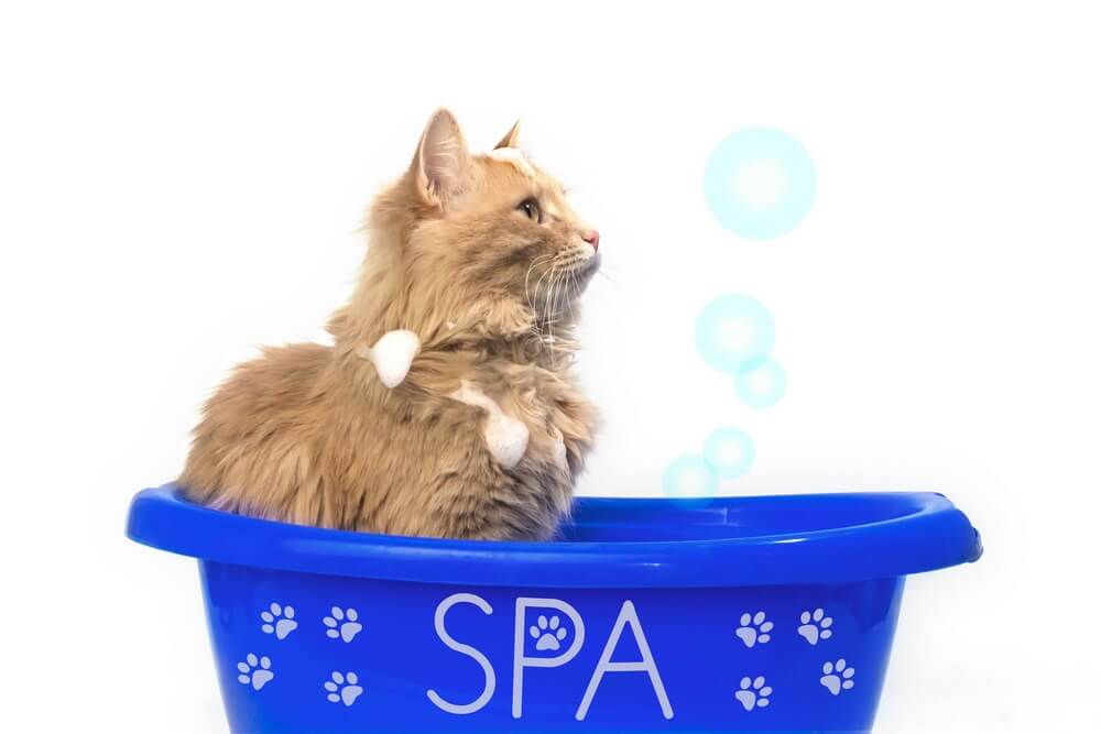 как приучить кота купаться