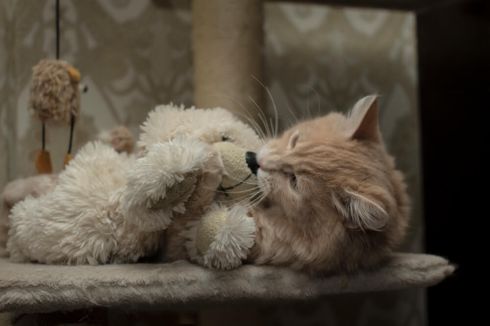 почему коты не любят мыться