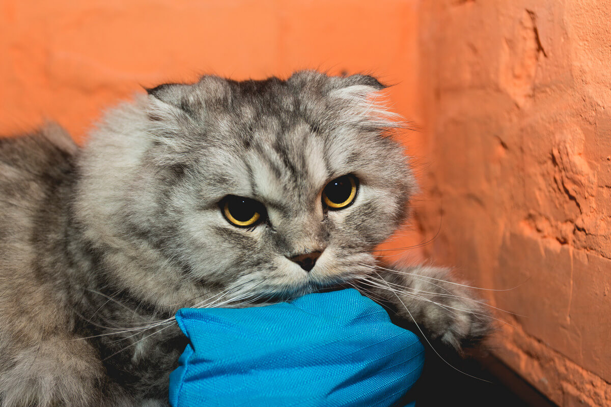 прививание кошек
