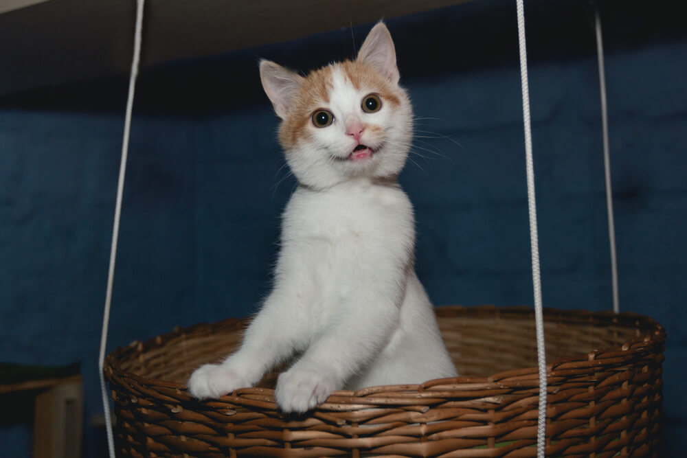 что делать если кот бегает по ночам