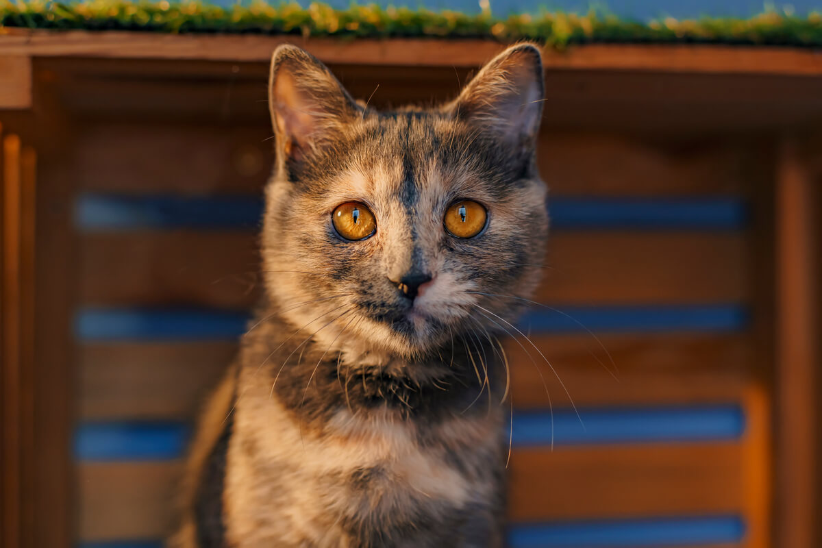 кошка активна ночью
