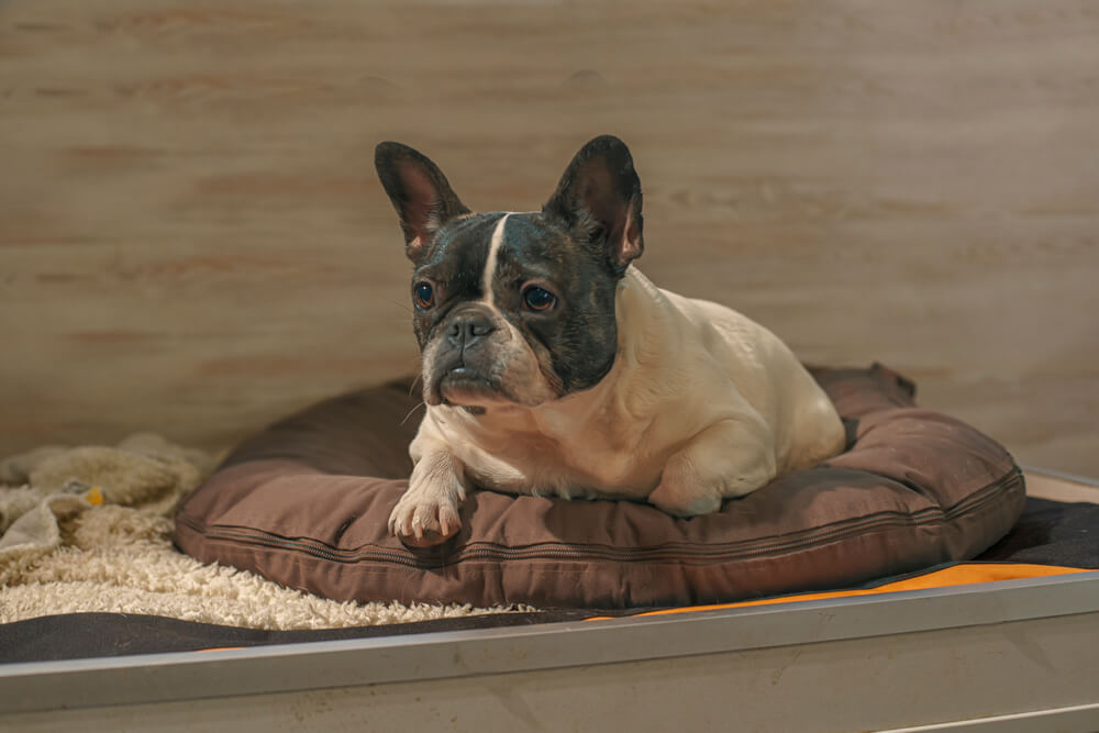 ка кбыть с собакой при разводе