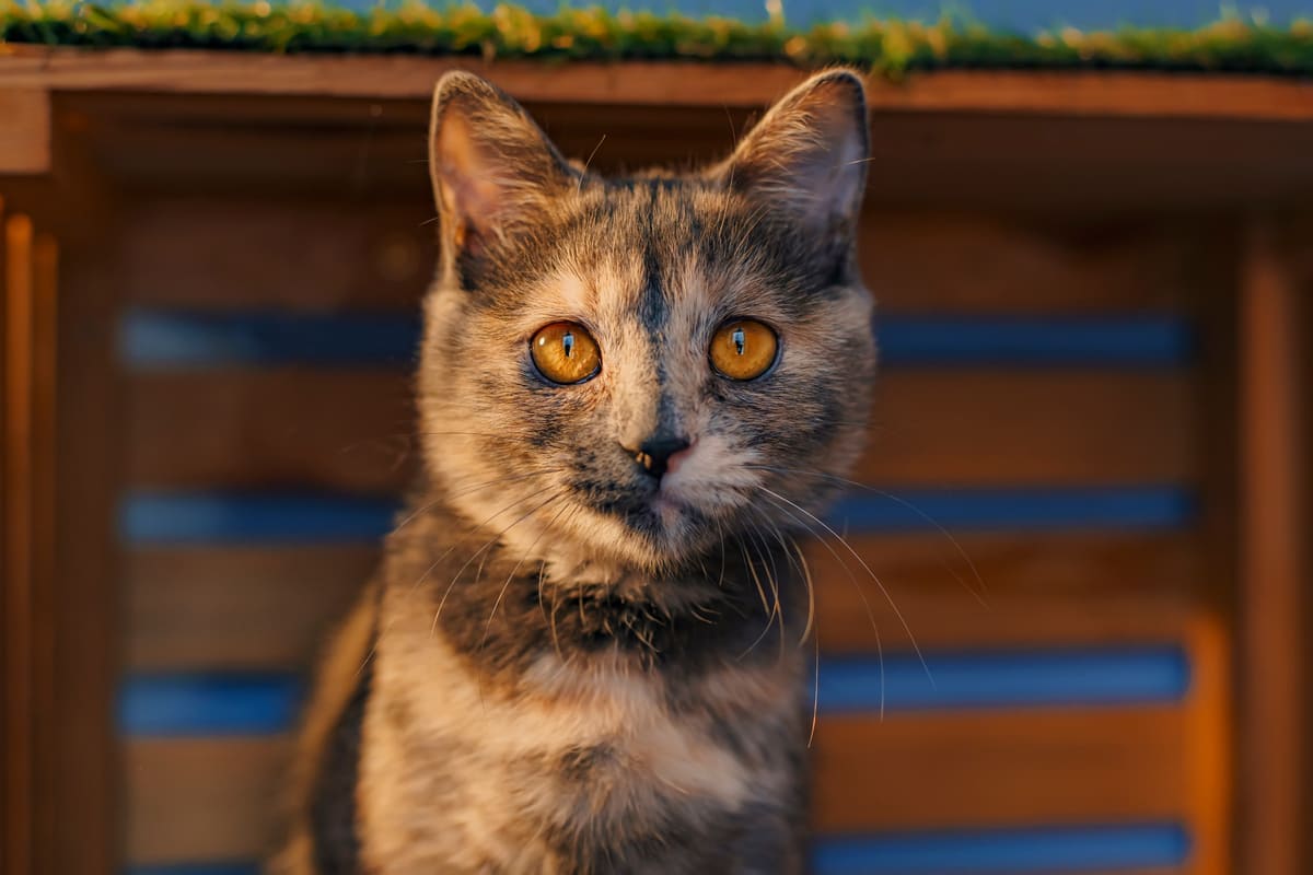 кошка смотрим в никуда почему
