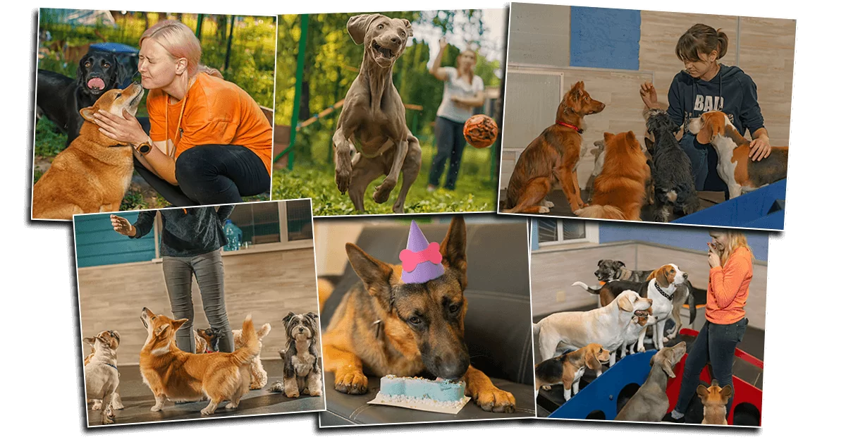 Про компанію Dog City